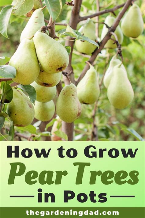 How To Grow Pear Trees In 10 Simple Steps Fruit Trees In Containers