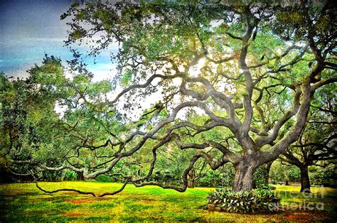Branching Out Photograph By Omnimoon Fine Art America