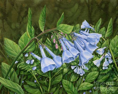 Virginia Bluebells Painting By Bob George Fine Art America