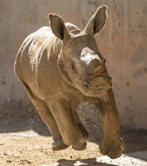 Another Baby White Rhino Born At Disneys Animal Kingdom
