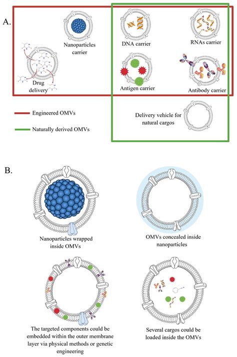 Ijms Free Full Text Outer Membrane Vesicles Omvs As Biomedical Tools And Their Relevance