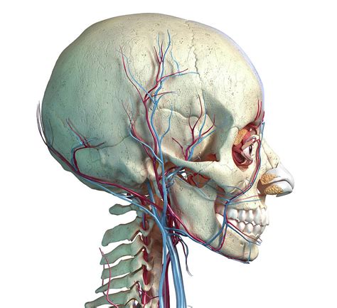 Vascular System Of The Human Head Side Photograph By Pixelchaos