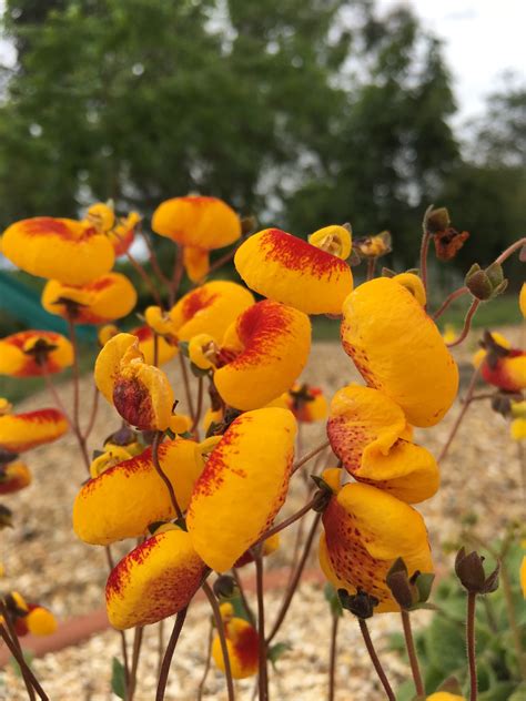 Calceolaria Sunset Yellow Darcy And Everest