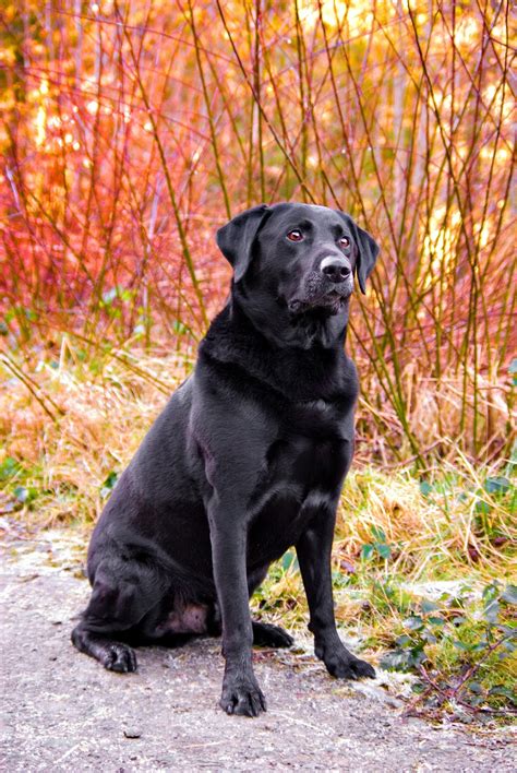 Banco De Imágenes Gratis Perro Labrador De Color Negro Razas De