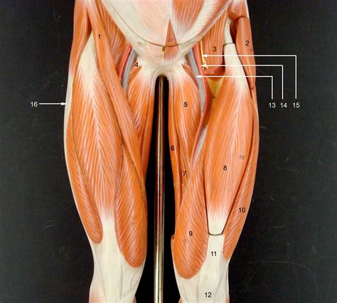 Thigh Muscles Anatomy And Function