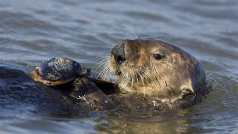 Why 4 Dead California Sea Otters Have Scientists So Alarmed