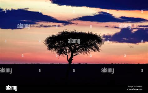 Single Acacia Tree At Sunrise In The Masai Mara Kenya Silhouette