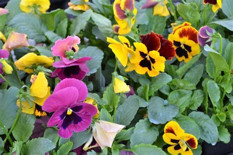 Pansy Matrix Sunfire Mix Pansy From Plantworks Nursery
