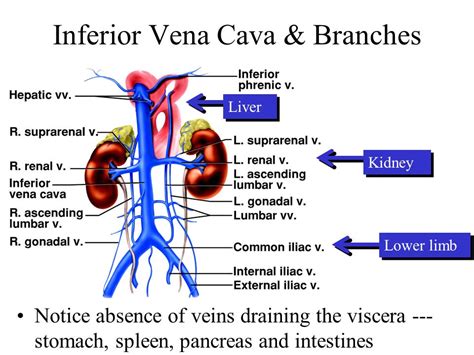 Inferior Vena Cava Overview Structure And Clinical Significance How