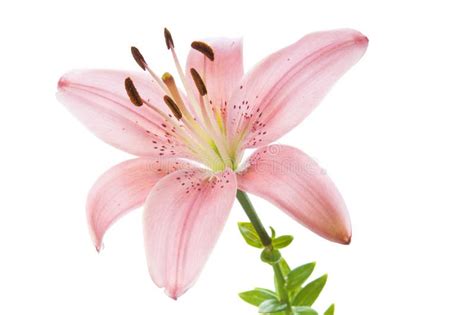 Beautiful Lily Flowers On White Luxury Pink Easter Lily Flower With