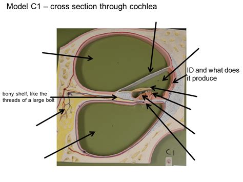 Ear Models Ea10 40 Cross Section Of Cochlea Diagram Quizlet