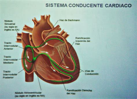Caracter Sticas Estructura Y Funciones Del Coraz N Sistema Circulatorio