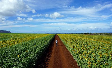 How To See The Sunflower Fields On The North Shore Before Theyre Gone