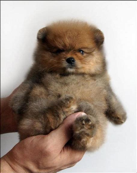Cute Teddy Bear Puppies Pictures Teddy Bear Puppies