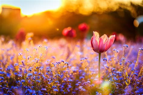 Nature Field Flowers Wallpapers Hd Desktop And Mobile