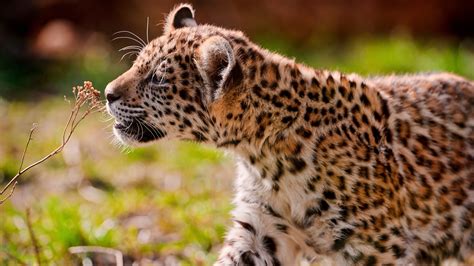 Animal Jaguar 4k Ultra Hd Wallpaper