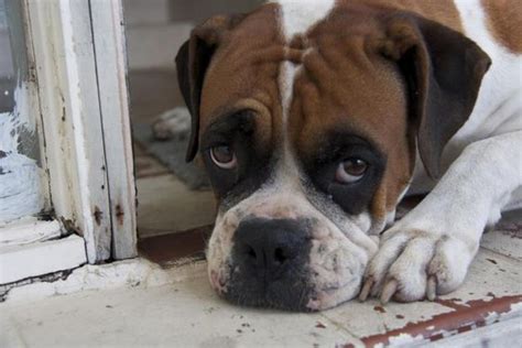 15 Funny Expressions Every Boxer Dog Parent Will Instantly Recognise