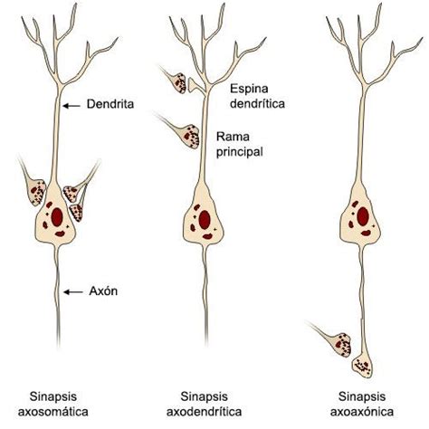 Qué Es La Sinapsis Neuronal Y Tipos De Sinapsis