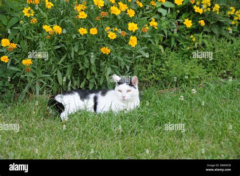 Barn Farm Cat Stock Photo Alamy