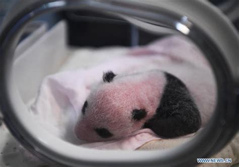 Two Giant Pandas Give Birth To Two Pairs Of Twins At Zoo In Chongqing