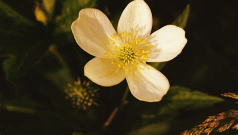 Rare Plants In A Taiga Biome Garden Guides