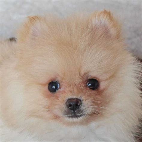 Pomeranian Puppy For Sale Heavenly Puppies