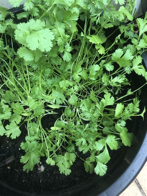 any tips on growing coriander from seed so it doesn t go to seed in five minutes is it the