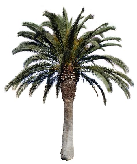 Black Palm Tree Png Image With Transparent Background