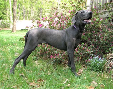 Get To Know The Great Dane Personality Rover Blog