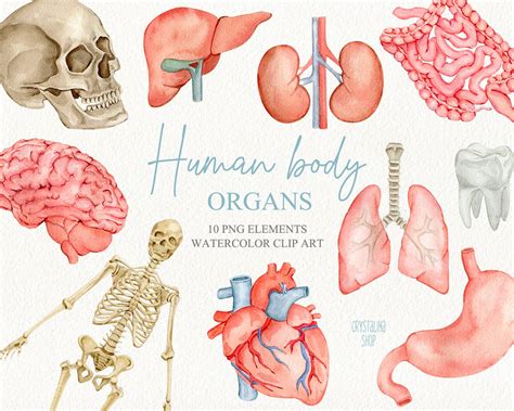 Watercolor Human Body Organs Clipart Watercolor Human Anatomy Etsy