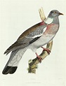 Wood pigeon Painting by Charles Lucien Bonaparte