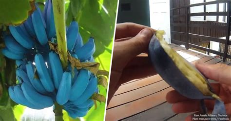 These Strange Soft Blue Bananas Taste Like Vanilla Ice Cream