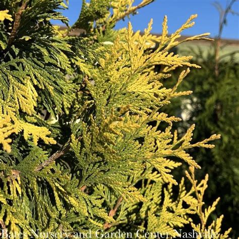 Arborvitae Thuja Trees Bates Nursery And Garden Center Nashville