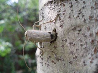 The aspen trees are indigenous to the coldest provinces where the summers are cooler, in the northern portion of the northern hemisphere ranging southwards in the mountain highlands. Montana Wildlife Gardener: Ecology of Quaking Aspen in our ...