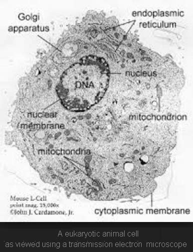 Core organelles include the nucleus, mitochondria, endoplasmic reticulum and several others. What does an animal cell look like under an electron ...