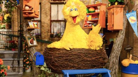 Fans Discover Big Bird Has Different Coloured Cousins In Global