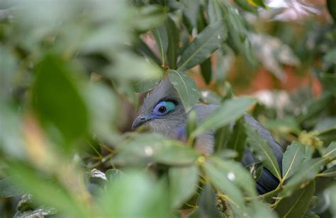 Animals Of Madagascar Charles Paddock Zoo Your Central Coast Zoo