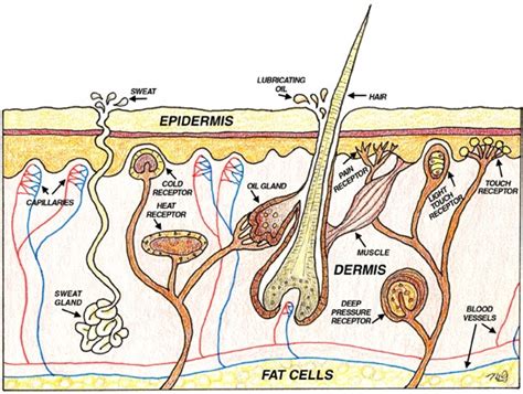 Includes medical definition describing the picture. Healthy Lifestyle: Natural Healthy Skin Care Tips & Skin ...