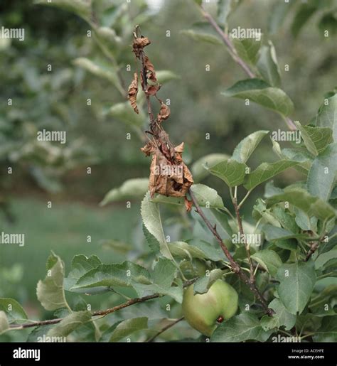Apple Canker Neonectria Ditissima Infection On Branch Showing Dead