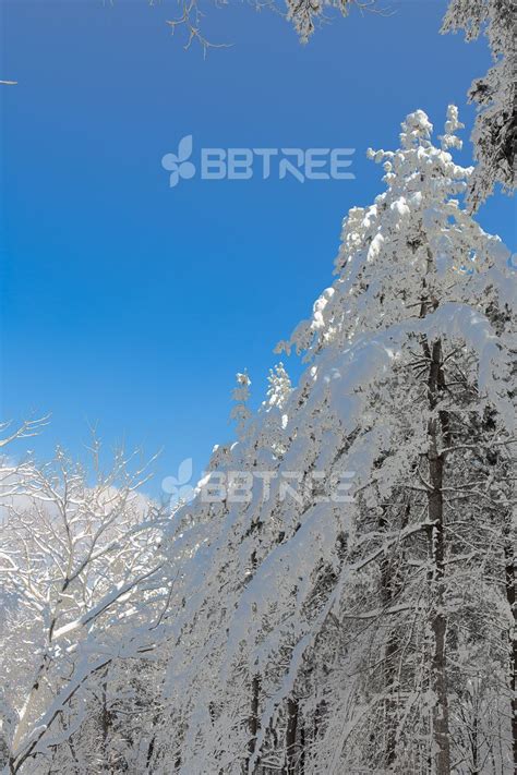 눈쌓인 나무 Photado 사진 눈 설경 눈보라 함박눈 나무 겨울 산 설산 풍경 트리 울타리 푸른하늘