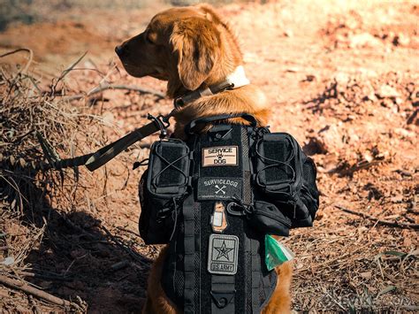 Onetigris Power Train Dog Harness Size Medium Tactical Gearapparel