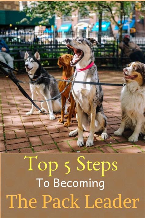 5 Steps To Becoming The Pack Leader Dogspaceblog Alpha Dog Training