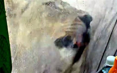 The Official Blogspot Of Igor Purlantov Video Shows Lions Licking Tent With Camper Still Inside