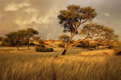 African Landscape Nature Fields Trees Clouds Africa Winter