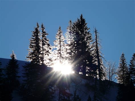 Gratis Afbeeldingen Boom Bos Tak Berg Sneeuw Koude Winter Hemel Zon Zonlicht