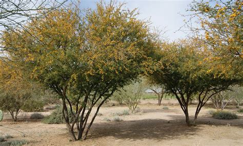 Sweet Acacia Tree Arizona Danial Weis