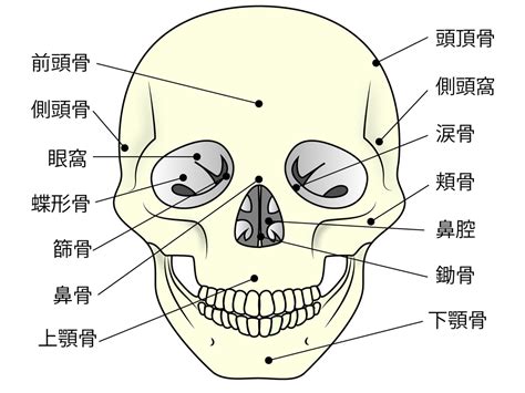 【基礎から学ぶ】頭蓋骨【解剖学】 Ptot国家試験対策ブログ