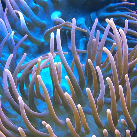 Free Images Nature Ocean Animal Diving Underwater