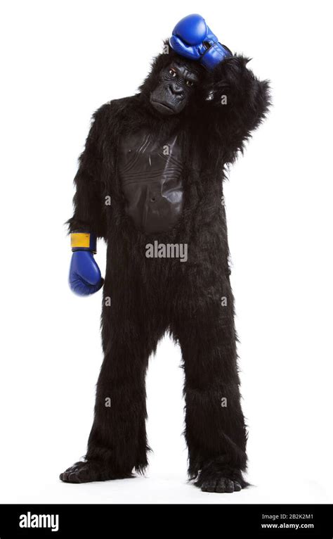 Gorilla Up Cut Out Stock Images And Pictures Alamy