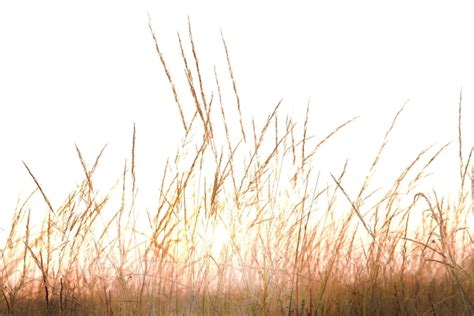 Premium Photo Field Grass On White Sky Blurred Background